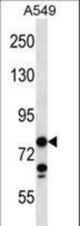 CCDC13 Antibody western blot of A549 cell line lysates (35 ug/lane). The CCDC13 antibody detected the CCDC13 protein (arrow).