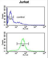 CC130 Antibody flow cytometry of Jurkat cells (bottom histogram) compared to a negative control cell (top histogram). FITC-conjugated goat-anti-rabbit secondary antibodies were used for the analysis.