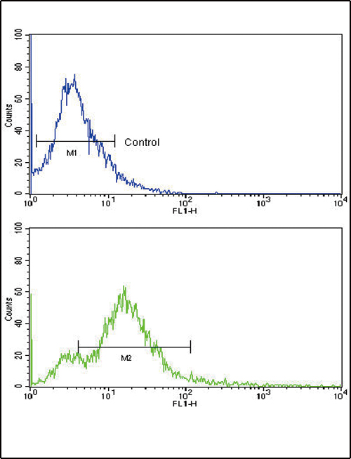 Flow cytometric of 293 cells using Activin A Receptor Type IB (ACVR1B) Antibody (bottom histogram) compared to a negative control cell (top histogram). FITC-conjugated goat-anti-rabbit secondary antibodies were used for the analysis.