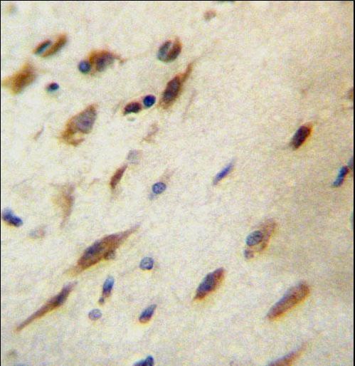 CCDC134 Antibody immunohistochemistry of formalin-fixed and paraffin-embedded human brain tissue followed by peroxidase-conjugated secondary antibody and DAB staining.