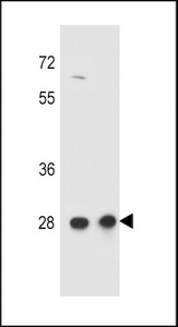 CCDC134 Antibody western blot of HepG2,CEM cell line lysates (35 ug/lane). The CCDC134 antibody detected the CCDC134 protein (arrow).
