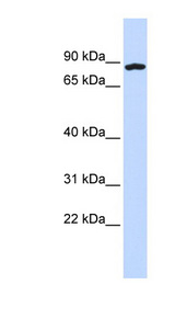 CCDC151 antibody LS-B5834 Western blot of 293T cell lysate.