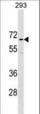 CCDC151 Antibody western blot of 293 cell line lysates (35 ug/lane). The CCDC151 Antibody detected the CCDC151 protein (arrow).