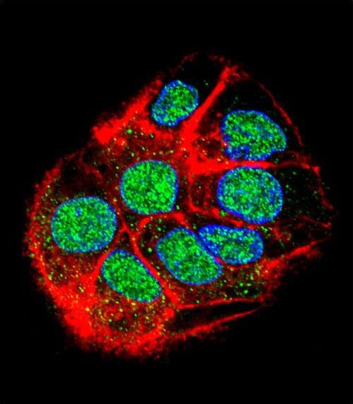 Confocal immunofluorescent of CCDC153 Antibody with HepG2 cell followed by Alexa Fluor 488-conjugated goat anti-rabbit lgG (green). Actin filaments have been labeled with Alexa Fluor555 phalloidin (red). DAPI was used to stain the cell nuclear (blue).