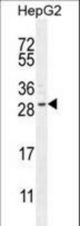 CCDC153 Antibody western blot of HepG2 cell line lysates (35 ug/lane). The CCDC153 antibody detected the CCDC153 protein (arrow).