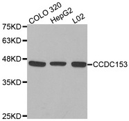 Western blot analysis of extracts of various cell lines, using CCDC153 antibody.