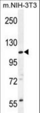 CCDC158 Antibody western blot of mouse NIH-3T3 cell line lysates (35 ug/lane). The CCDC158 antibody detected the CCDC158 protein (arrow).