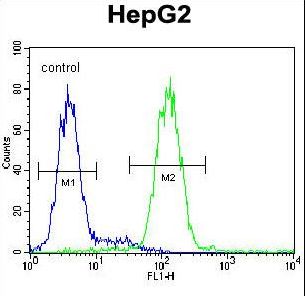 CCDC17 Antibody flow cytometry of HepG2 cells (right histogram) compared to a negative control cell (left histogram). FITC-conjugated goat-anti-rabbit secondary antibodies were used for the analysis.