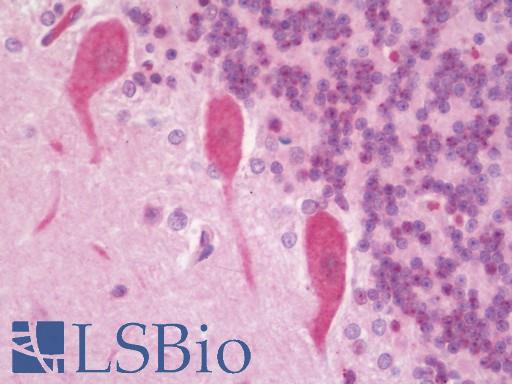 Anti-CCDC170 / C6orf97 antibody IHC staining of human brain, cerebellum. Immunohistochemistry of formalin-fixed, paraffin-embedded tissue after heat-induced antigen retrieval. Antibody LS-B10992 concentration 5 ug/ml.