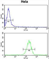 KIAA1529 Antibody flow cytometry of HeLa cells (bottom histogram) compared to a negative control cell (top histogram). FITC-conjugated goat-anti-rabbit secondary antibodies were used for the analysis.