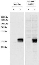 CCDC3 antibody HEK293 overexpressing Human CCDC3 with C-terminal tag (DYKDDDDK) and probed with anti-DYKDDDDK in the left panel and with (0.5 ug/ml) in the right panel (empty vector transfection in first lanes). Data obtained from Dr. YangXin Fu, Dept Oncology, University of Alberta, Edmonton, Canada.
