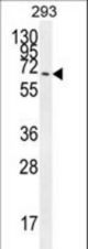 CCDC37 Antibody western blot of 293 cell line lysates (35 ug/lane). The CCDC37 antibody detected the CCDC37 protein (arrow).