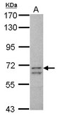 Sample (30 ug of whole cell lysate) A: HepG2 7.5% SDS PAGE CCDC37 antibody diluted at 1:1000