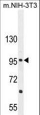 CCDC39 Antibody western blot of mouse NIH-3T3 cell line lysates (35 ug/lane). The CCDC39 antibody detected the CCDC39 protein (arrow).