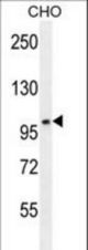 CCDC39 Antibody western blot of CHO cell line lysates (35 ug/lane). The CCDC39 antibody detected the CCDC39 protein (arrow).