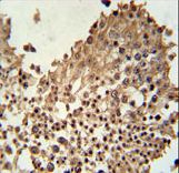 CCDC42 Antibody immunohistochemistry of formalin-fixed and paraffin-embedded human testis tissue followed by peroxidase-conjugated secondary antibody and DAB staining.