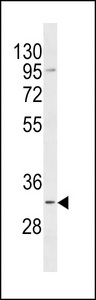 TACO1 Antibody western blot of 293 cell line lysates (35 ug/lane). The TACO1 Antibody detected the TACO1 protein (arrow).