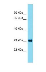 Western blot of Rat Liver. Taco1 antibody dilution 1.0 ug/ml.