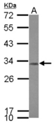 Sample (30 ug of whole cell lysate) A: IMR32 12% SDS PAGE TACO1 / CCDC44 antibody diluted at 1:1000