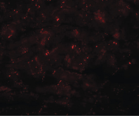 Immunofluorescence of CDCC47 in mouse heart tissue with CDCC47 antibody at 20 ug/ml.