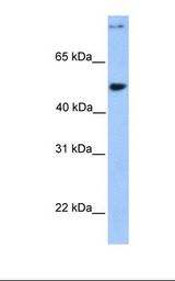 721_B cell lysate. Antibody concentration: 1.0 ug/ml. Gel concentration: 12%.