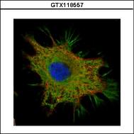 Confocal immunofluorescence analysis (Olympus FV10i) of methanol-fixed HeLa, using Ymer antibody (Green) at 1:500 dilution. Alpha-tubulin filaments were labeled with alpha-tubulin antibody (Red) at 1:2000.