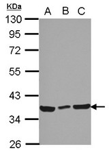 Sample (30 ug of whole cell lysate) A: 293T B: A431 C: HeLa 10% SDS PAGE CCDC50 antibody diluted at 1:5000