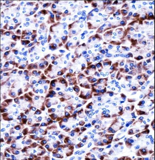 CCDC50 Antibody immunohistochemistry of formalin-fixed and paraffin-embedded human pancreas tissue followed by peroxidase-conjugated secondary antibody and DAB staining.