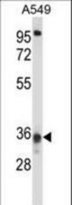 CCDC50 Antibody western blot of A549 cell line lysates (35 ug/lane). The CCDC50 antibody detected the CCDC50 protein (arrow).