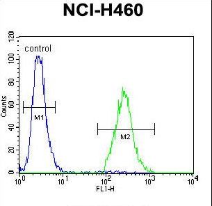 CCDC54 Antibody flow cytometry of NCI-H460 cells (right histogram) compared to a negative control cell (left histogram). FITC-conjugated goat-anti-rabbit secondary antibodies were used for the analysis.