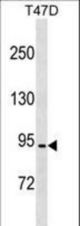 CCDC66 Antibody western blot of T47D cell line lysates (35 ug/lane). The CCDC66 antibody detected the CCDC66 protein (arrow).