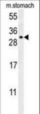 CCDC69 Antibody western blot of mouse stomach tissue lysates (35 ug/lane). The CCDC69 antibody detected the CCDC69 protein (arrow).