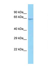 C10orf68 antibody LS-C146426 Western blot of 293T Cell lysate. Antibody concentration 1 ug/ml.