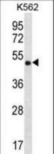 CCDC71 Antibody western blot of K562 cell line lysates (35 ug/lane). The CCDC71 antibody detected the CCDC71 protein (arrow).