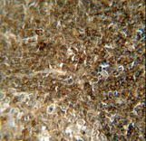 CCDC8 antibody immunohistochemistry of formalin-fixed and paraffin-embedded human tonsil tissue followed by peroxidase-conjugated secondary antibody and DAB staining.