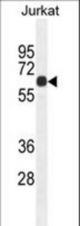 CCDC8 Antibody western blot of Jurkat cell line lysates (35 ug/lane). The CCDC8 antibody detected the CCDC8 protein (arrow).