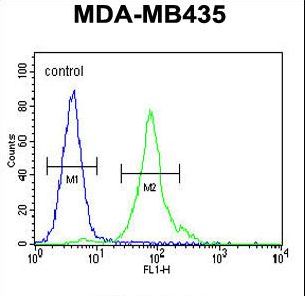 CCDC81 Antibody flow cytometry of MDA-MB435 cells (right histogram) compared to a negative control cell (left histogram). FITC-conjugated goat-anti-rabbit secondary antibodies were used for the analysis.