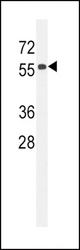 CC85C Antibody western blot of 293 cell line lysates (35 ug/lane). The CC85C antibody detected the CC85C protein (arrow).