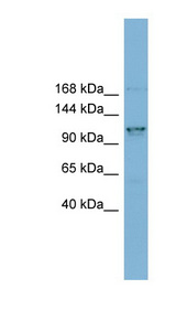 CCDC87 antibody LS-C111988 Western blot of MCF7 cell lysate.