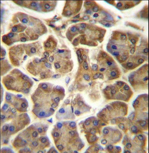 CCDC90B Antibody immunohistochemistry of formalin-fixed and paraffin-embedded human pancreas tissue followed by peroxidase-conjugated secondary antibody and DAB staining.
