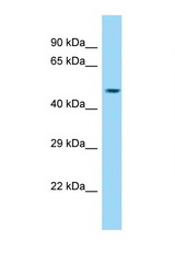 CCDC91 antibody LS-C146364 Western blot of Mouse Pancreas lysate. Antibody concentration 1 ug/ml.