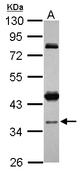 Sample (30 ug of whole cell lysate) A: Jurkat 10% SDS PAGE CCDC94 antibody diluted at 1:1000