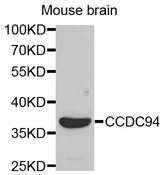 Western blot analysis of extracts of Mouse brain cell line, using CCDC94 antibody.