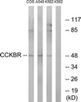 Western blot of extracts from A549/COS7/K562 cells, using CCKBR Antibody. The lane on the right is treated with the synthesized peptide.