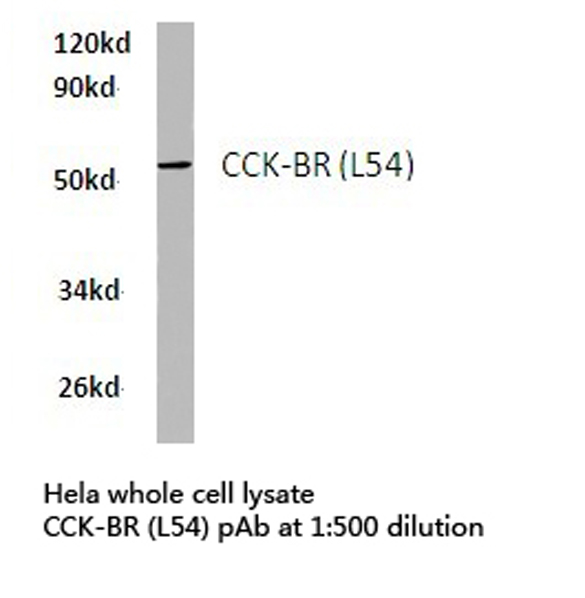 Western blot of CCK-BR (L54) pAb in extracts from HeLa cells.