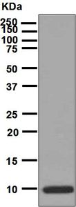 Western blot analysis on 10 ng of Eotaxin recombinant protein using anti-Eotaxin antibody.