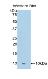 Western blot of recombinant CCL17 / TARC.
