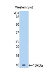 Western blot of recombinant CCL17 / TARC.