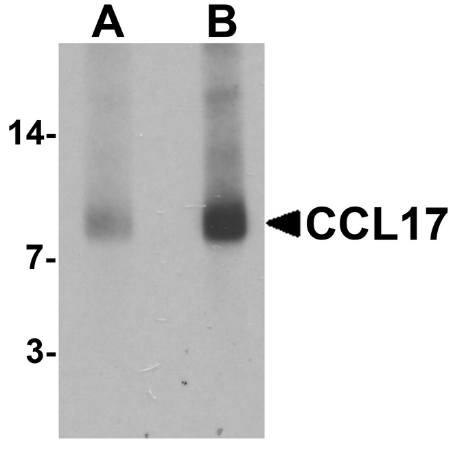 Western blot analysis of CCL17 in rat spleen tissue lysate with CCL17 antibody at (A) 1 and (B) 2 ug/ml