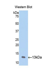 Western blot of recombinant CCL23 / MIP-3.